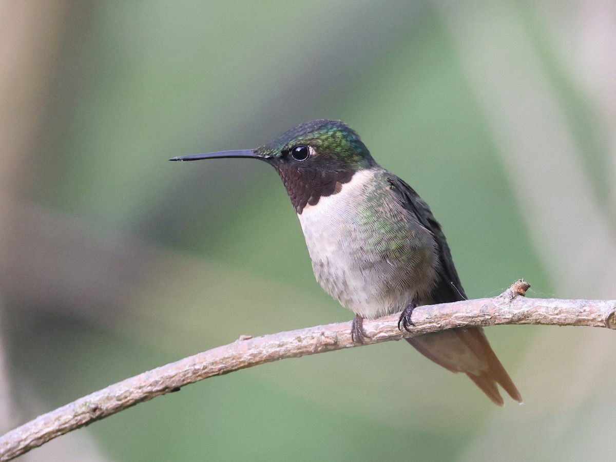 Ruby-throated Hummingbird - Myles McNally