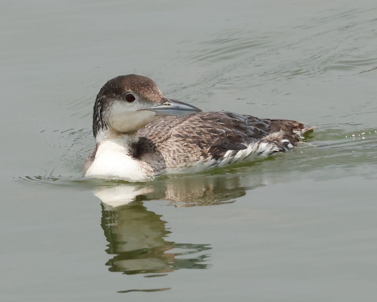 Common Loon - ML619413344