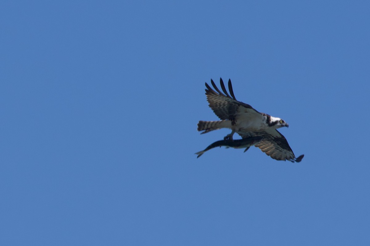 Águila Pescadora - ML619413345