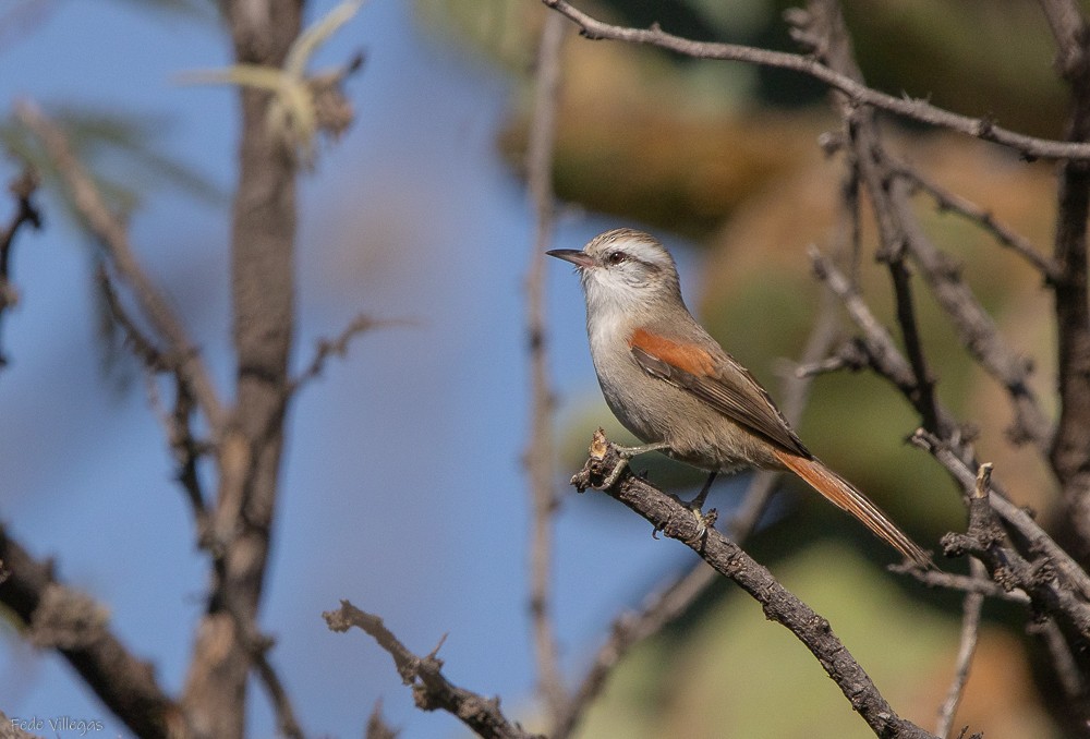 Stripe-crowned Spinetail - Federico Villegas