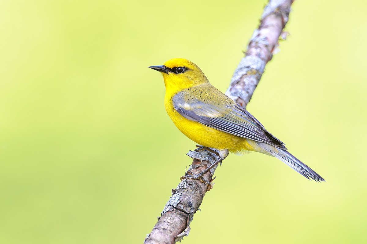 Blue-winged Warbler - Ryan Sanderson