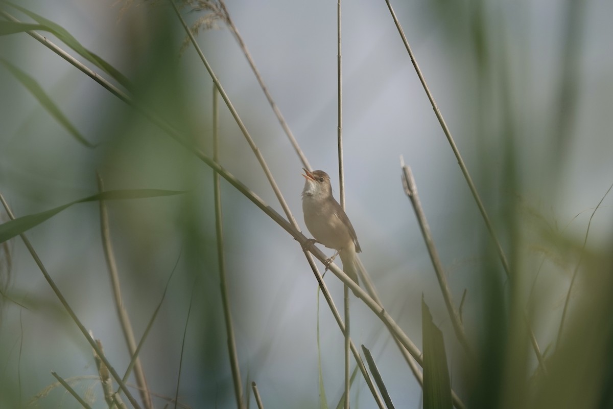 Common Reed Warbler - Karin Karmann