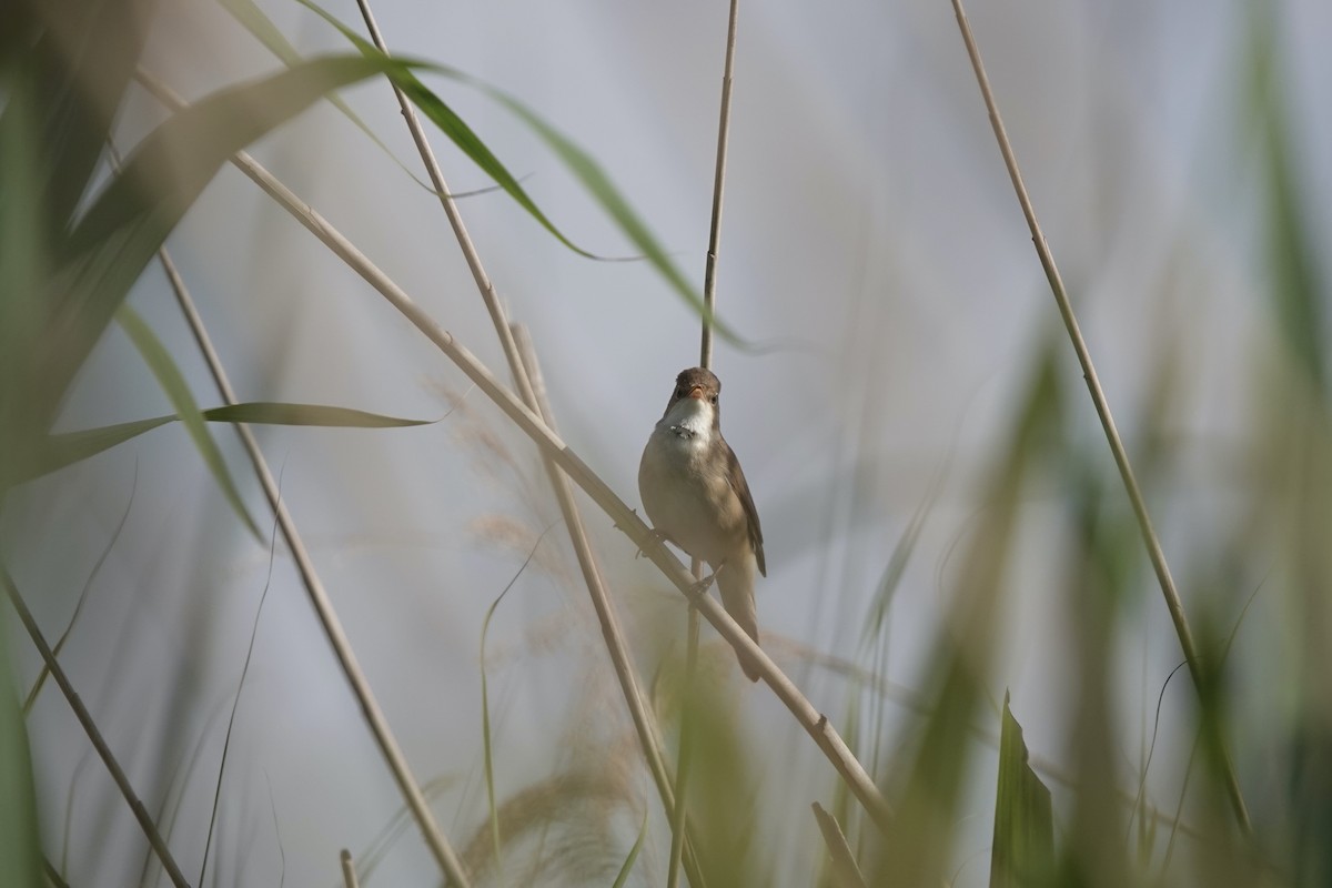 Common Reed Warbler - Karin Karmann