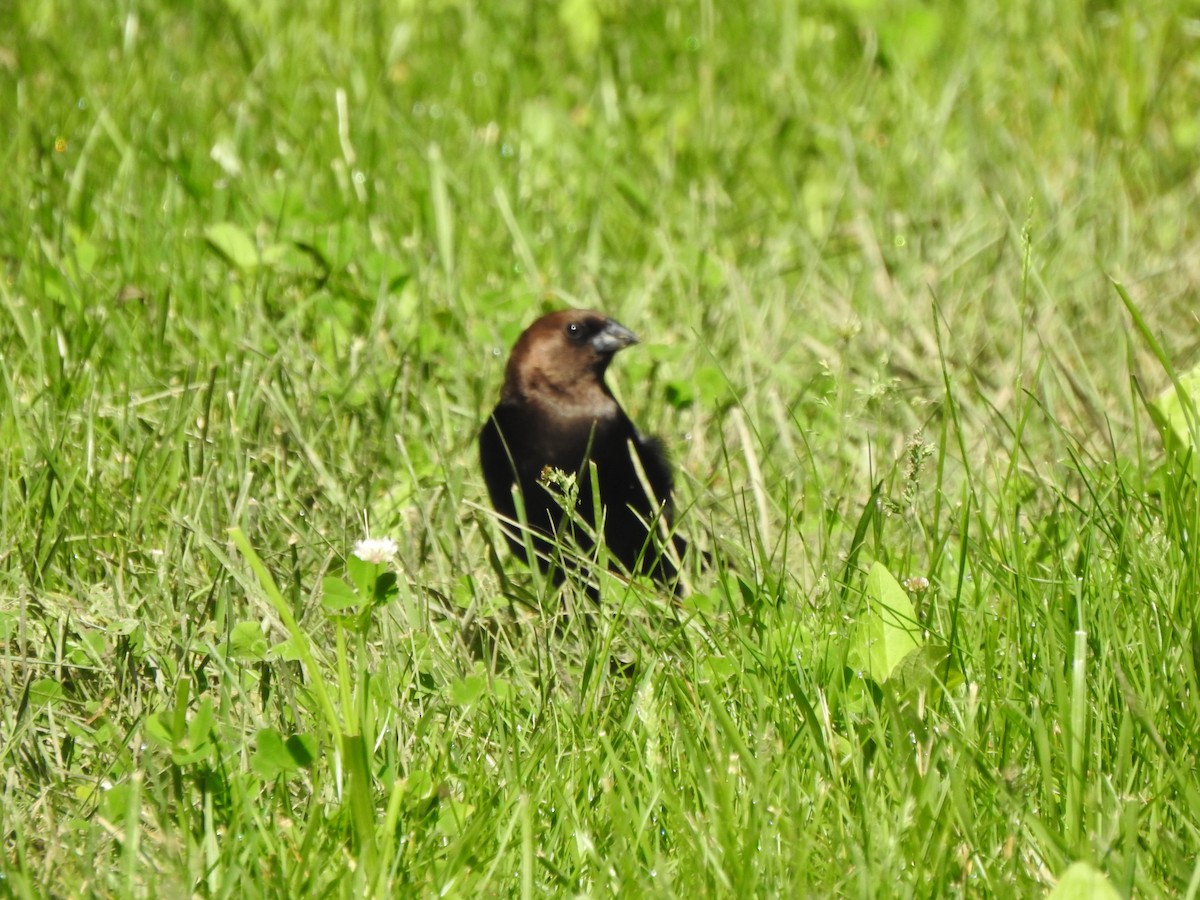 Brown-headed Cowbird - Ron Marek