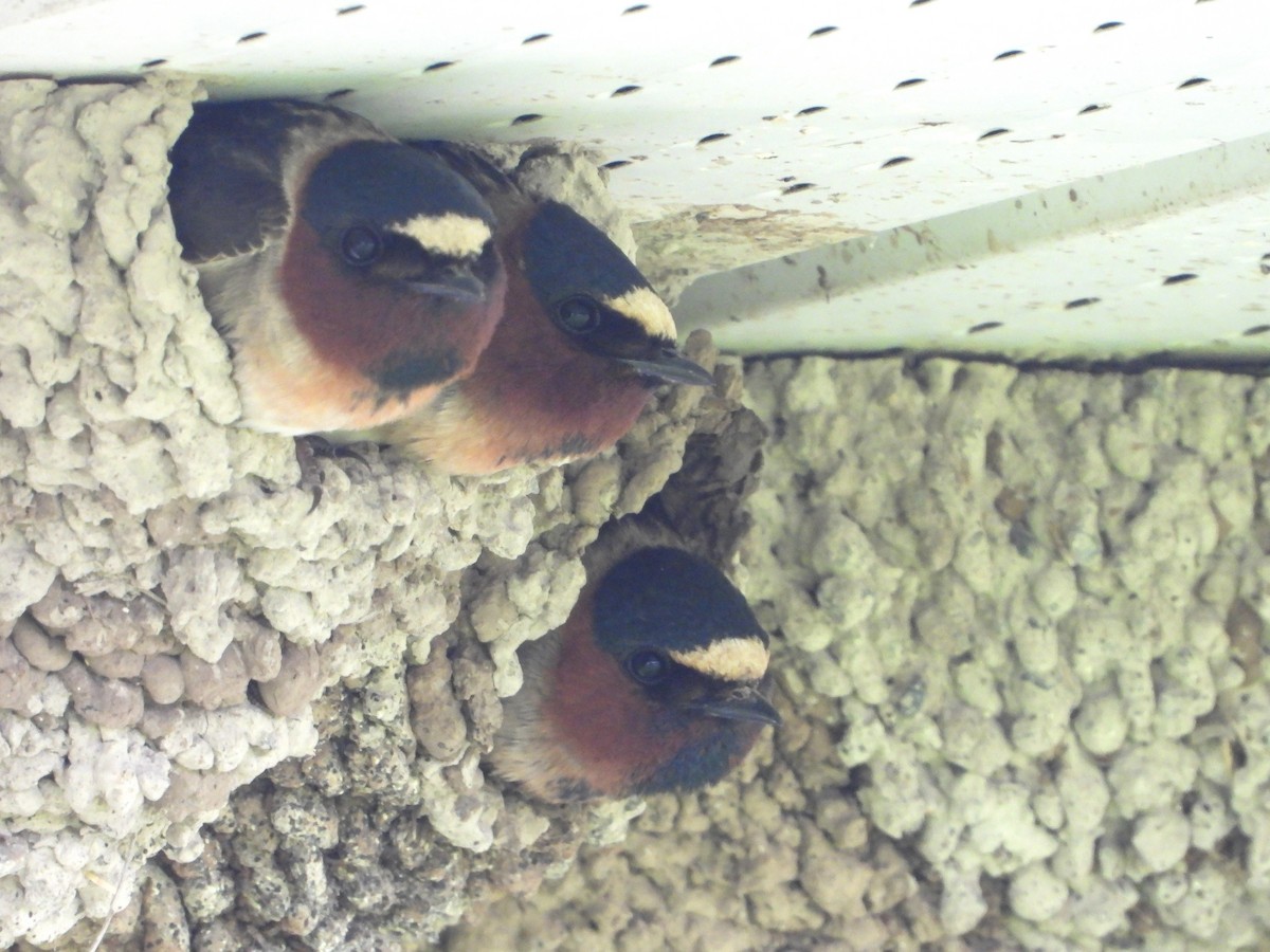 Cliff Swallow - valerie pelchat