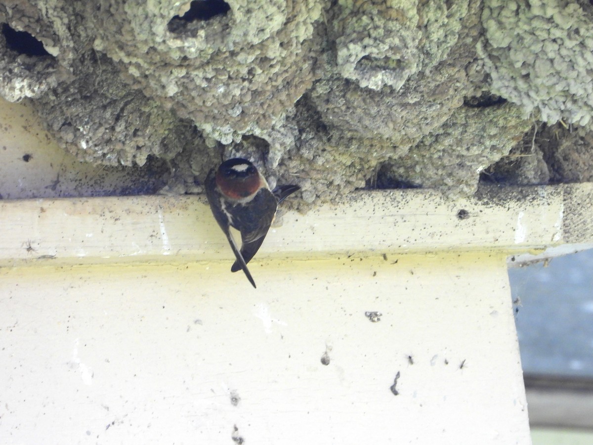 Cliff Swallow - valerie pelchat