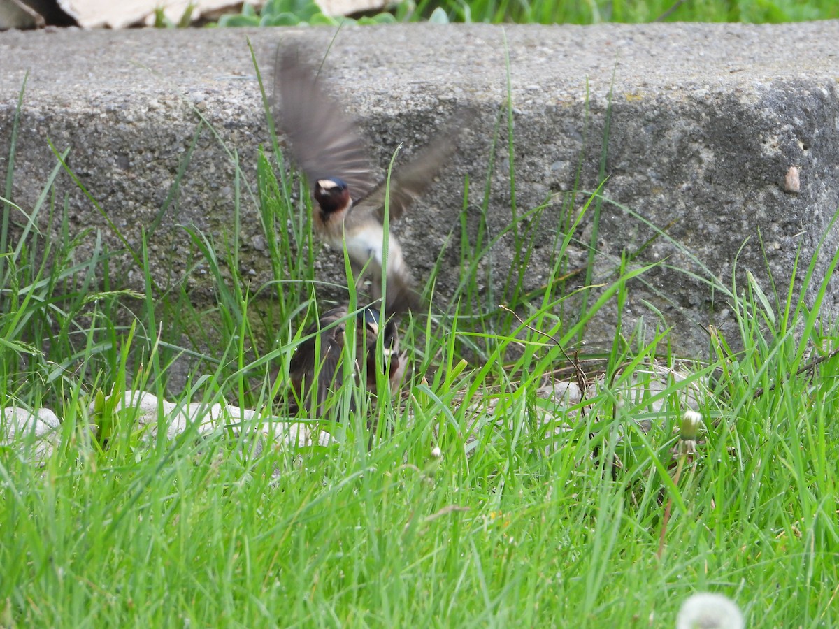 Cliff Swallow - valerie pelchat