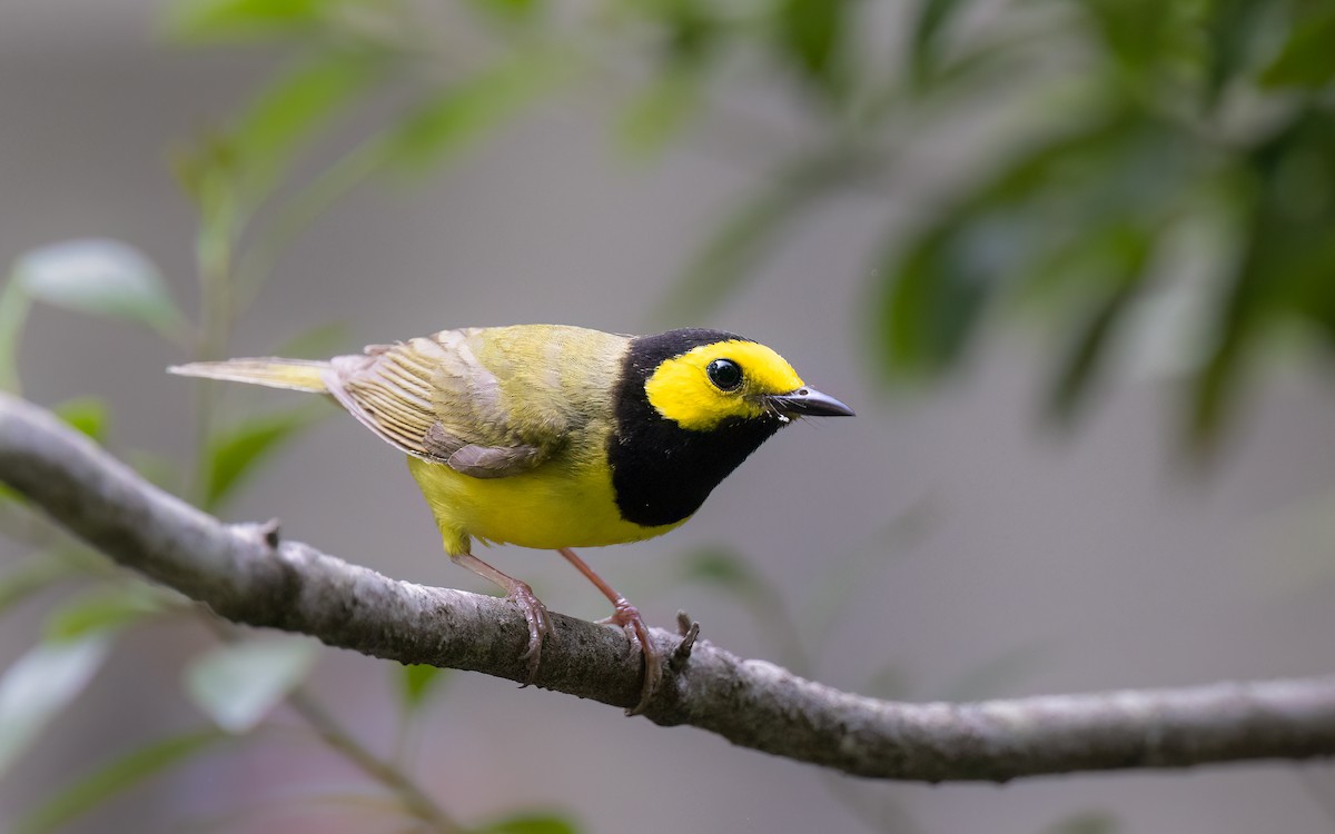 Hooded Warbler - ML619413401