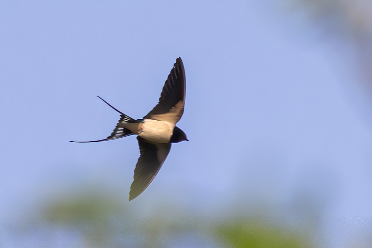 Barn Swallow - ML619413402