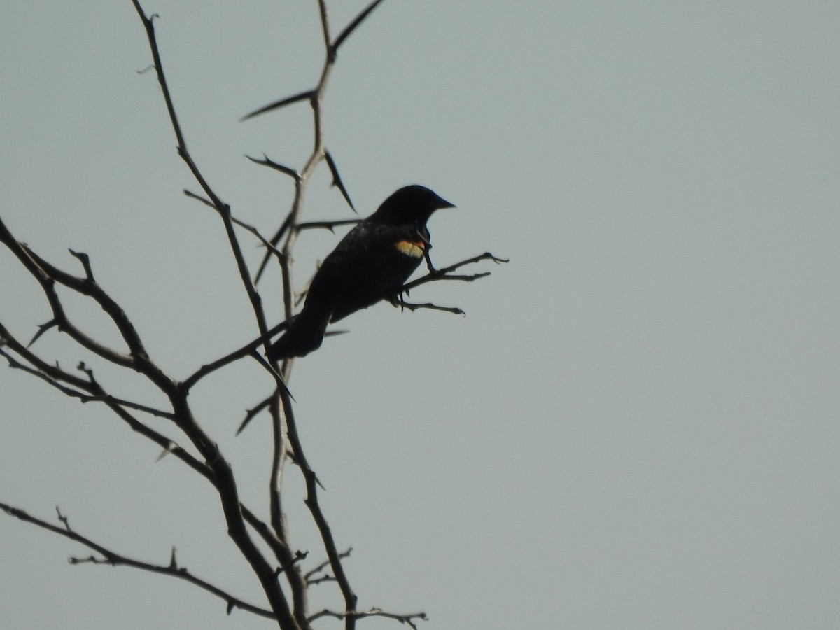 Red-winged Blackbird - Ron Marek