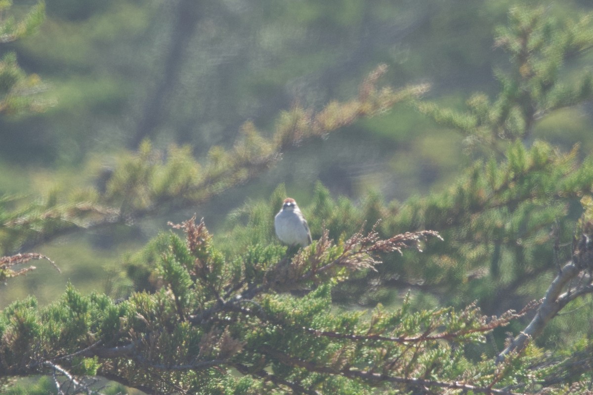 Chipping Sparrow - Deanna McLaughlin