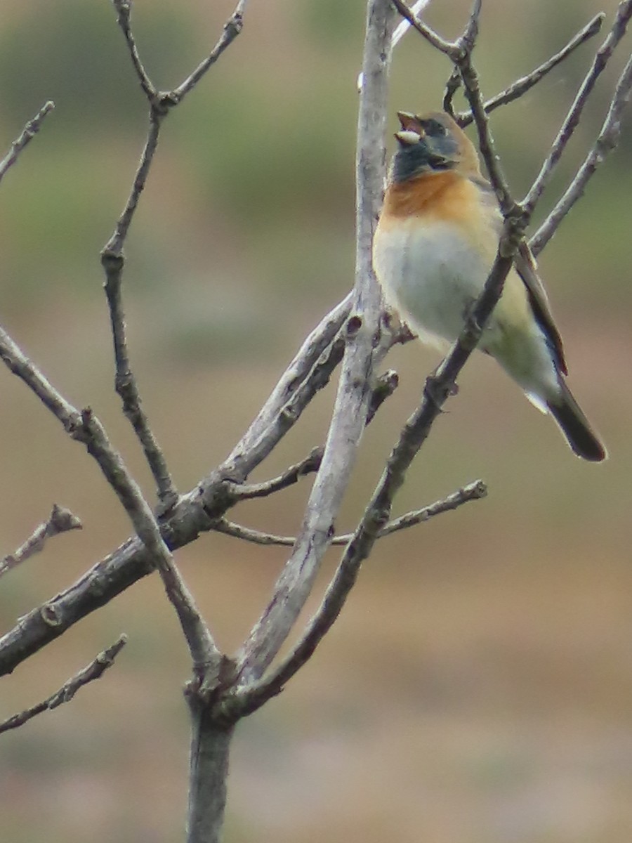 Lazuli Bunting - Ursula  Mitra