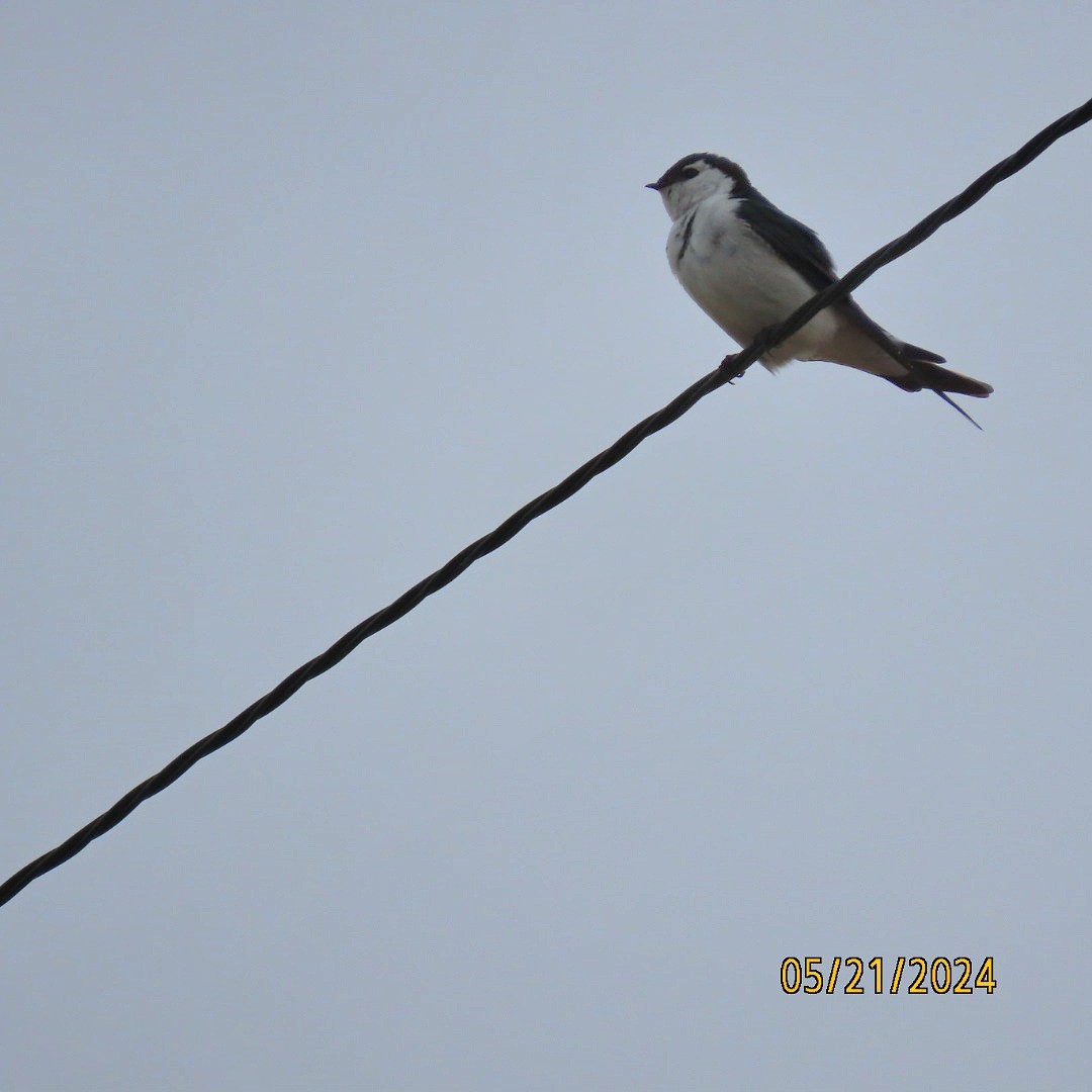 Violet-green Swallow - Anonymous