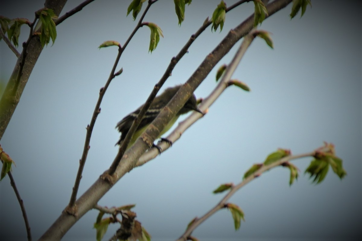 Great Crested Flycatcher - Ian Langlois Vaillancourt