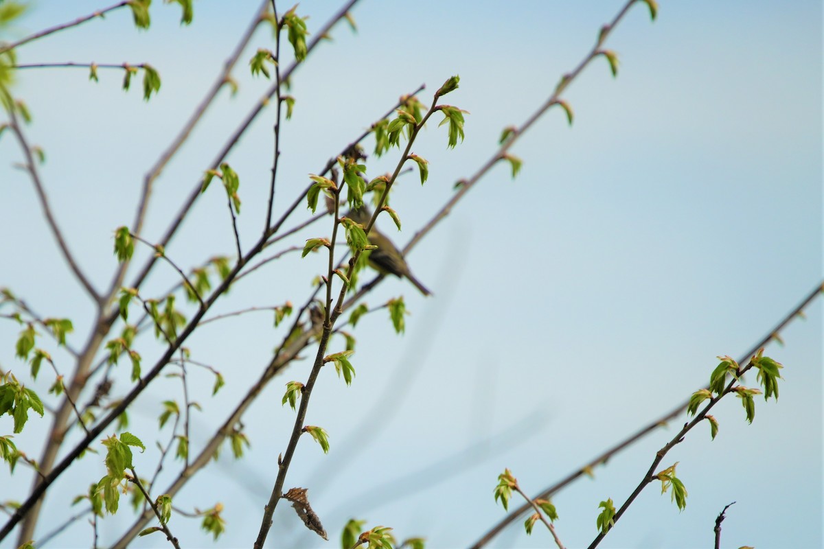 Great Crested Flycatcher - Ian Langlois Vaillancourt