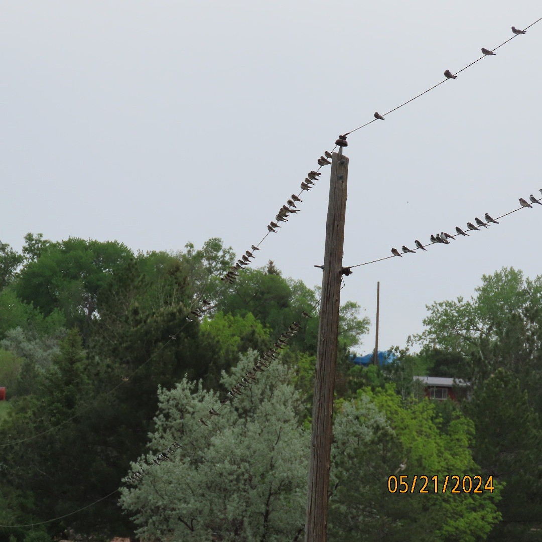 swallow sp. - Anonymous