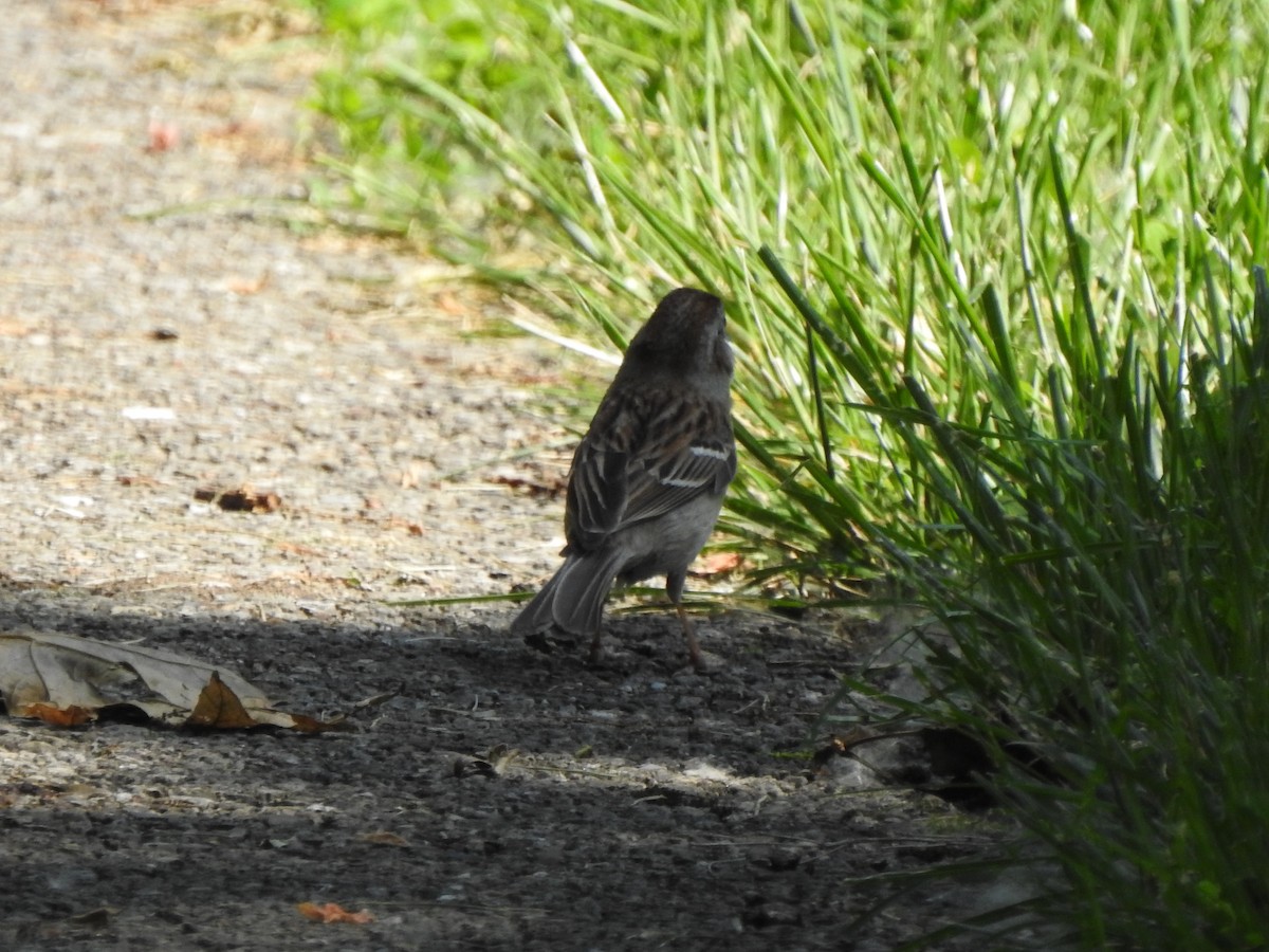 Field Sparrow - Ron Marek