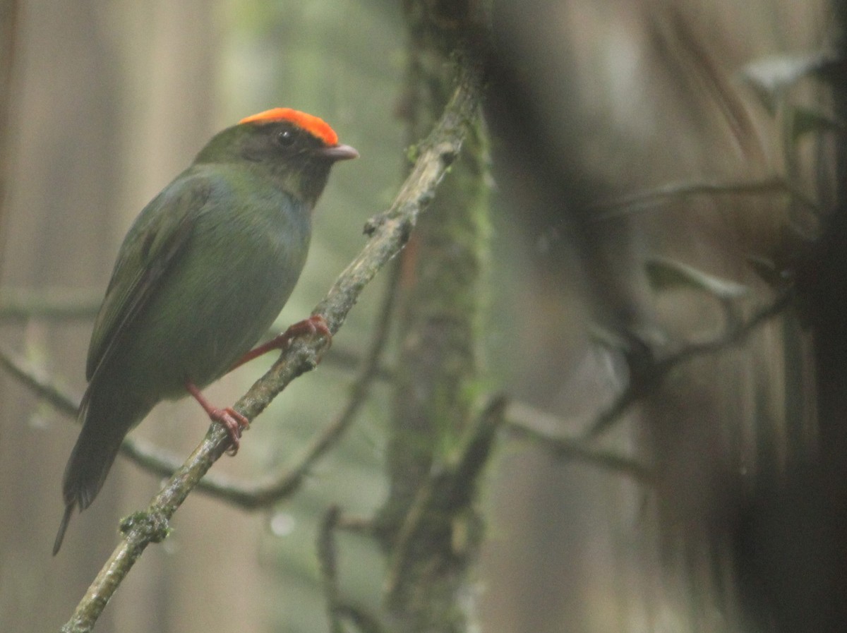 Swallow-tailed Manakin - Miguel  Magro