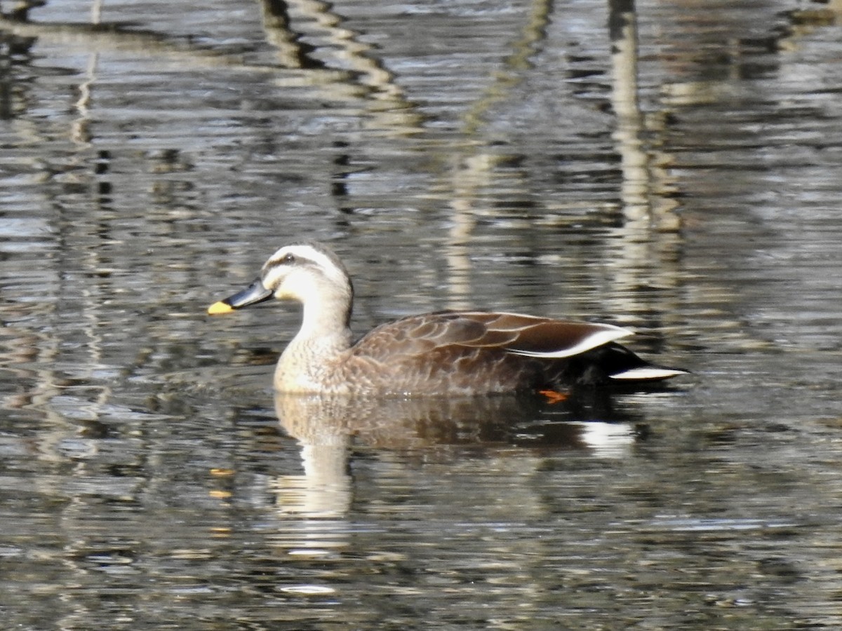 Eastern Spot-billed Duck - ML619413452