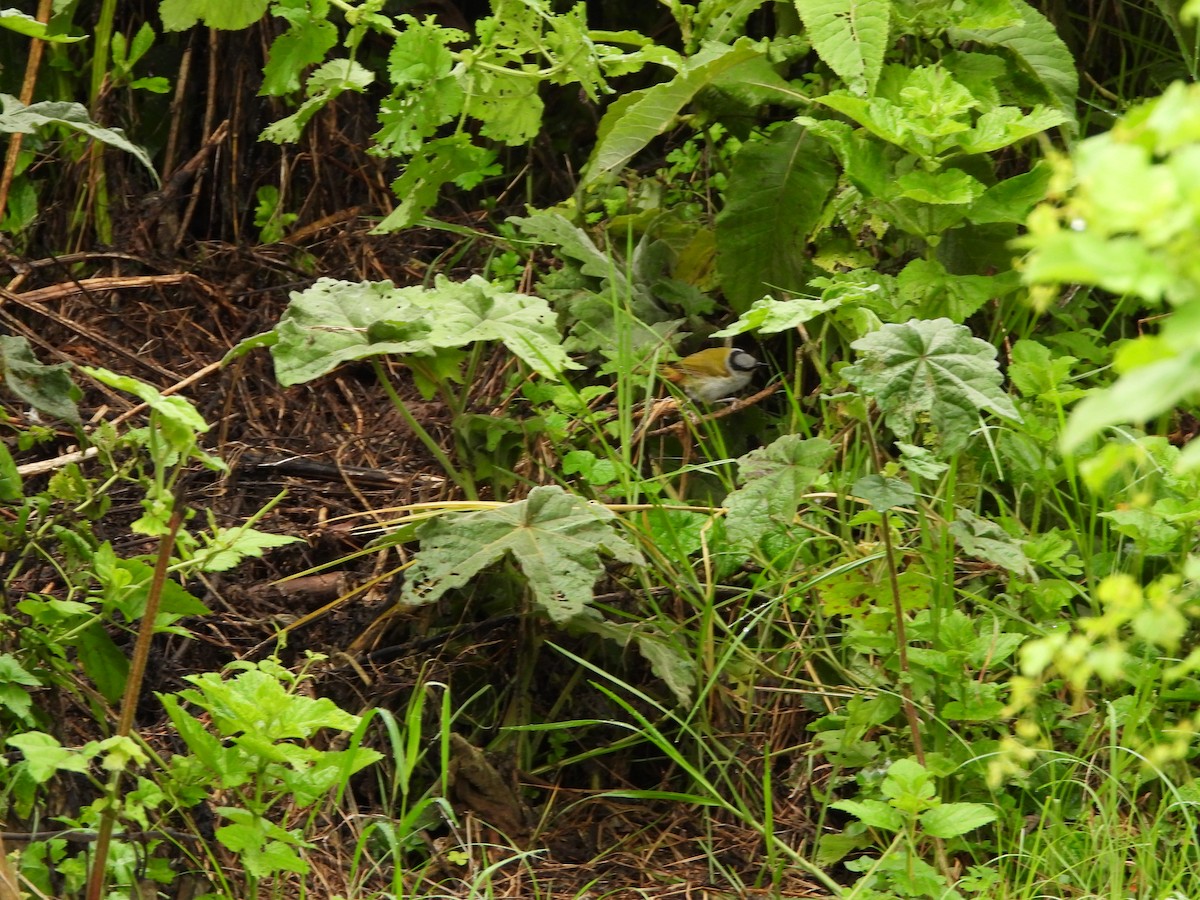 Gray-capped Warbler - ML619413463