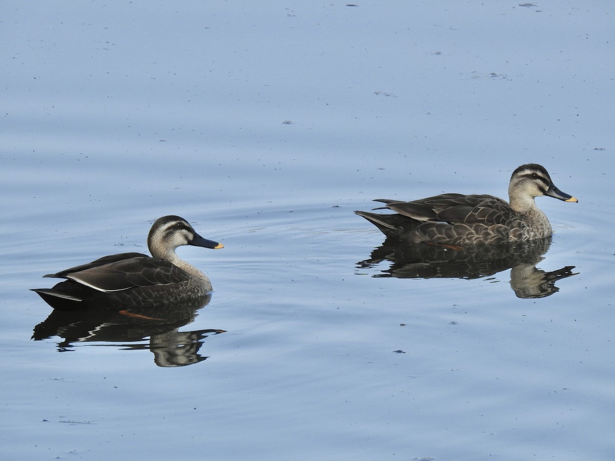 Eastern Spot-billed Duck - ML619413464