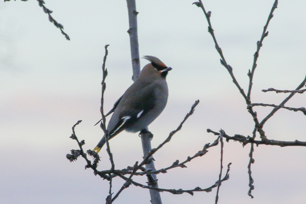 Bohemian Waxwing - Nancy Davis