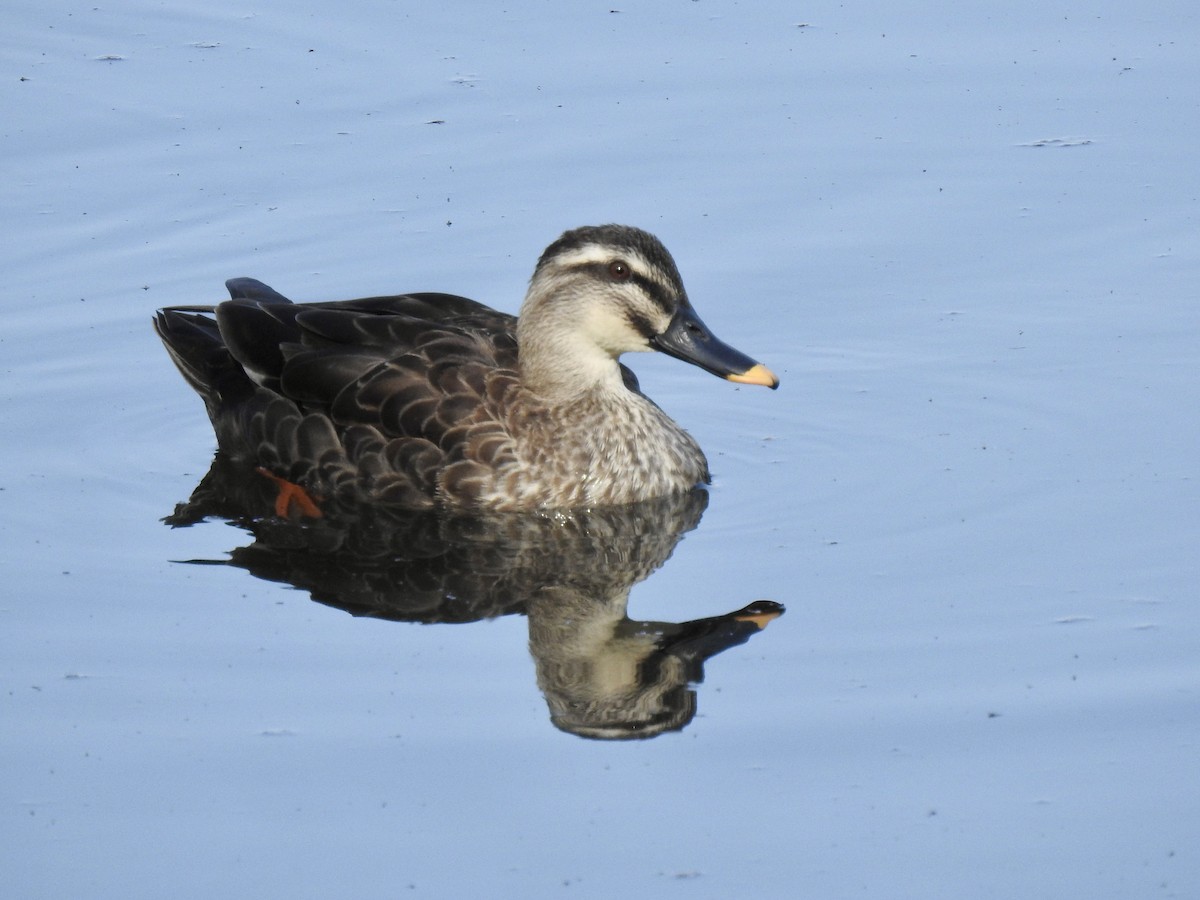 Eastern Spot-billed Duck - Craig Jackson