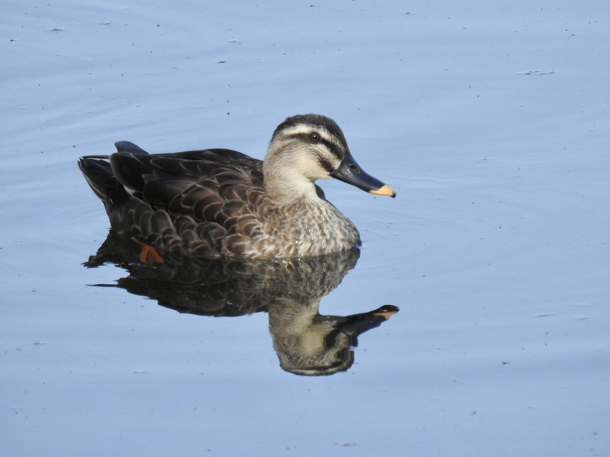 Eastern Spot-billed Duck - ML619413469