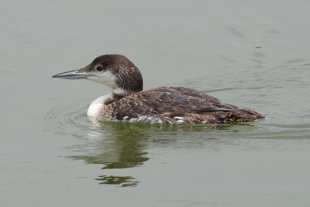 Common Loon - Letha Slagle