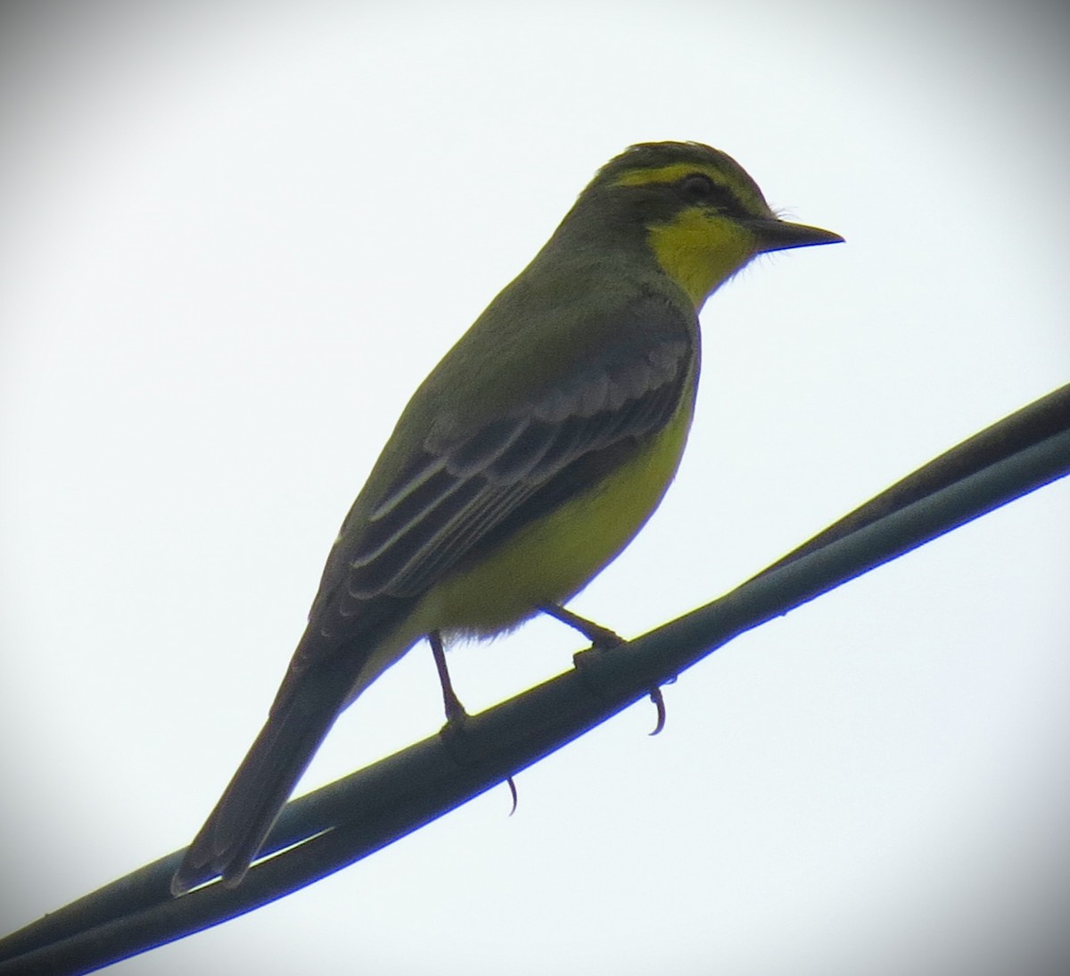 Yellow-browed Tyrant - Pedro Behne