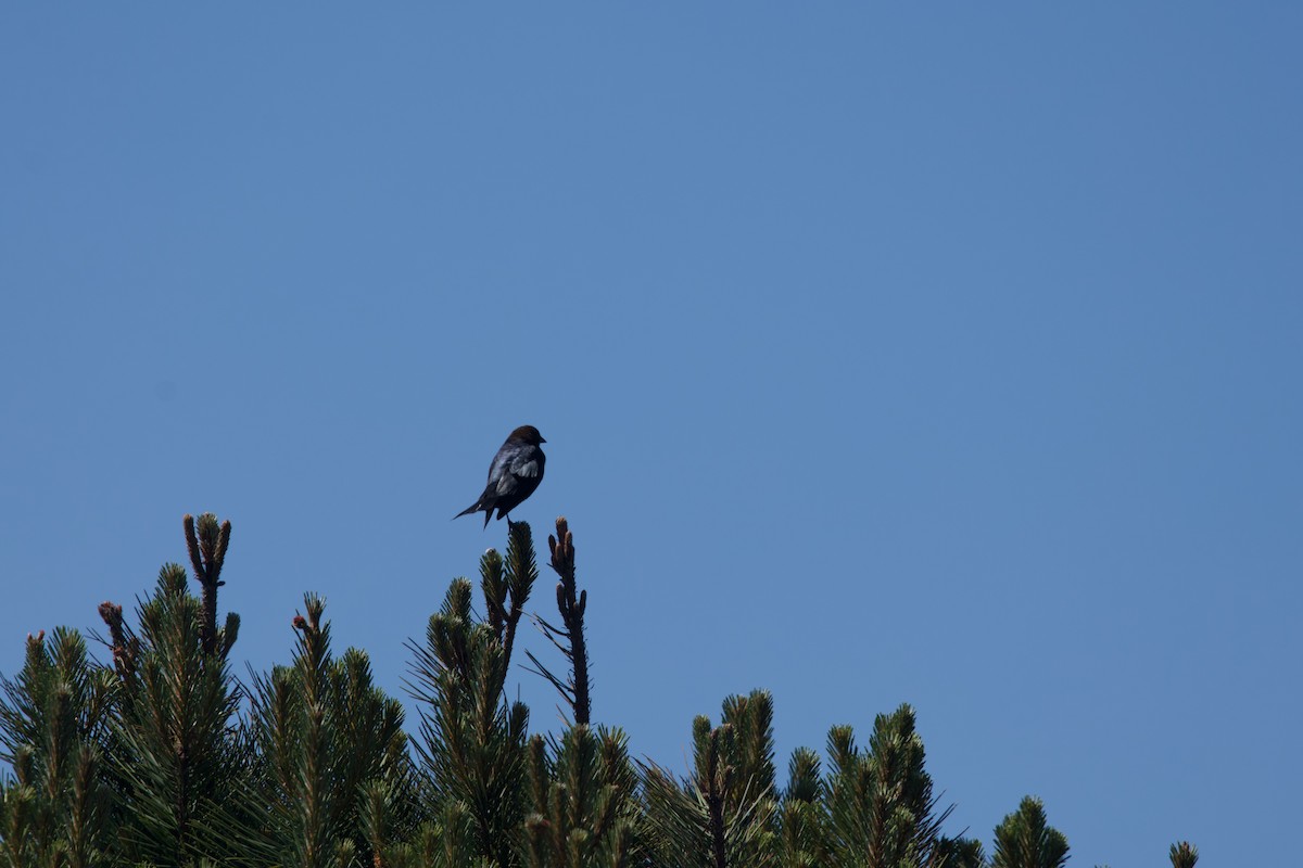 Brown-headed Cowbird - ML619413477