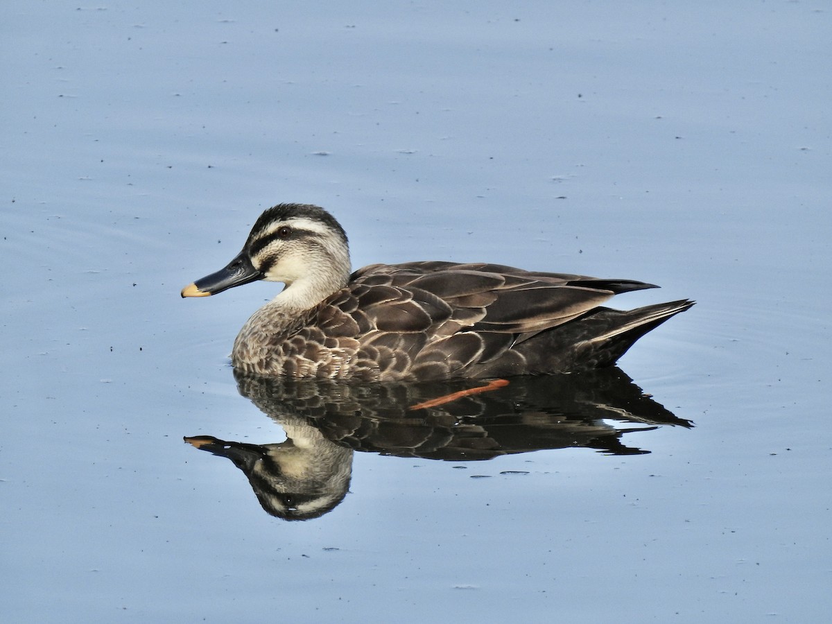 Eastern Spot-billed Duck - ML619413478