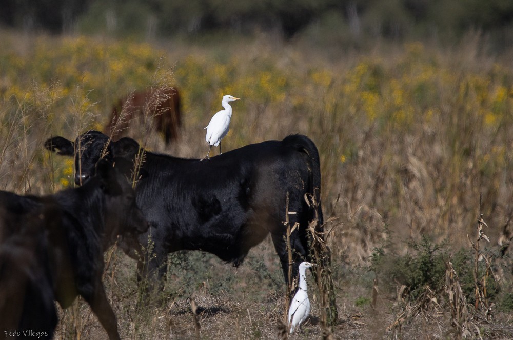 Western Cattle Egret - Federico Villegas