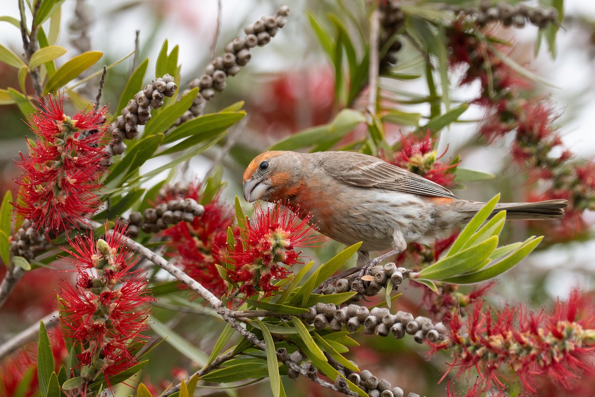 House Finch - Erika Lippoldt