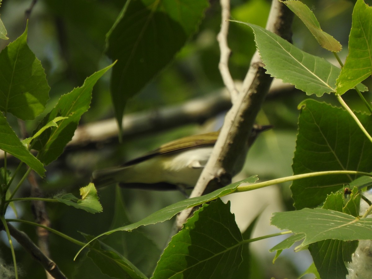 Red-eyed Vireo - Ron Marek