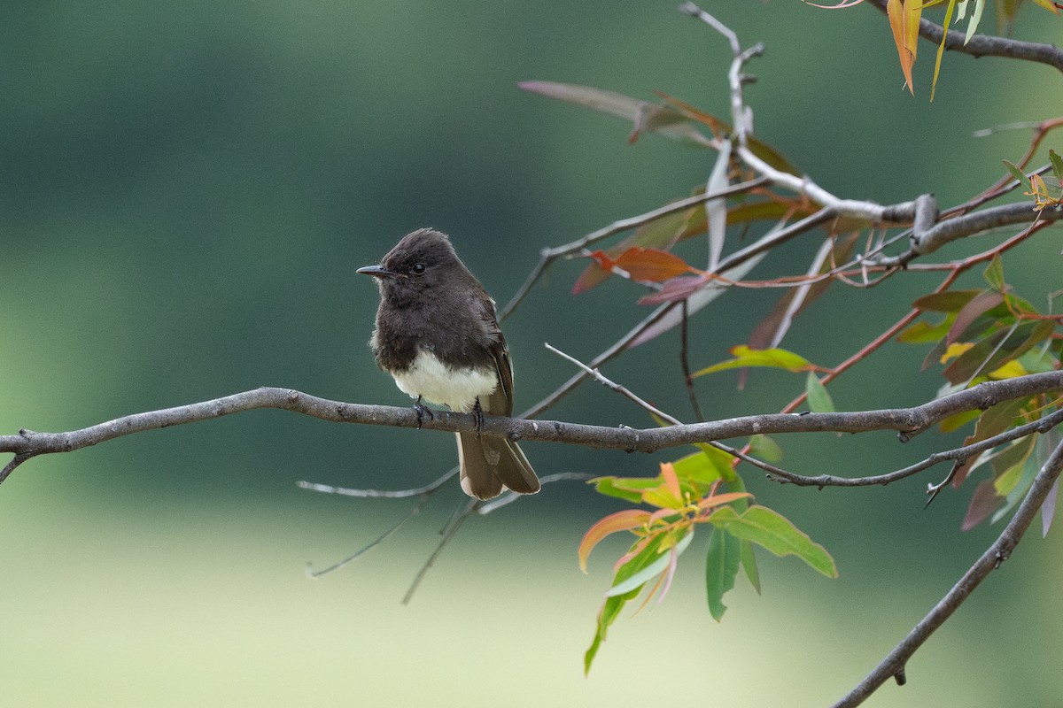 Black Phoebe - Erika Lippoldt