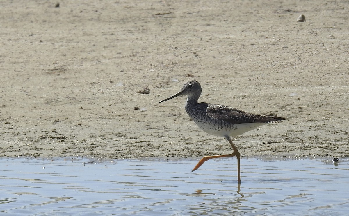 Greater Yellowlegs - Chris Dean