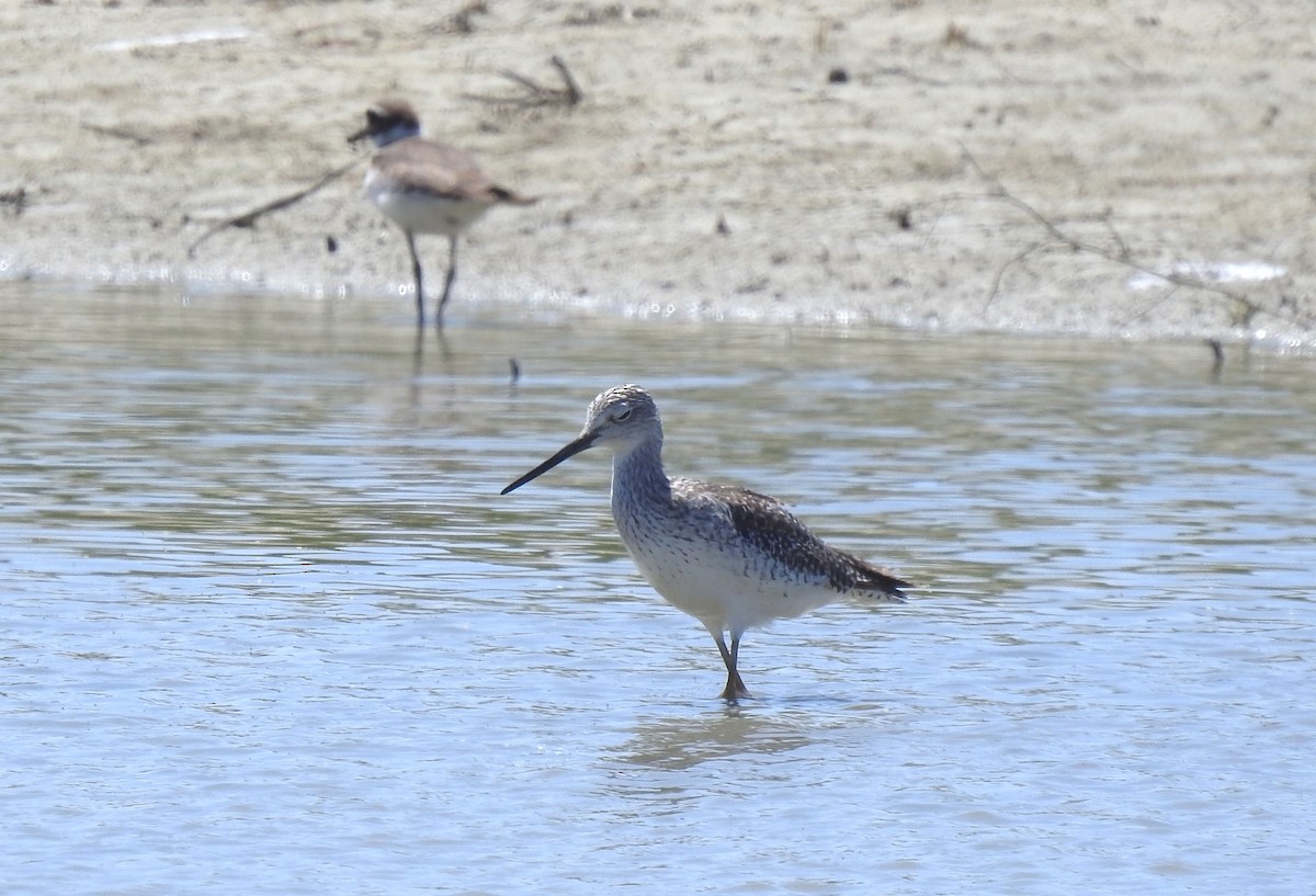 Greater Yellowlegs - Chris Dean