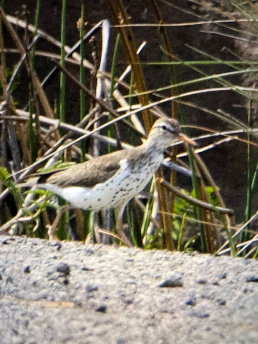 Spotted Sandpiper - Marilyn Sherling