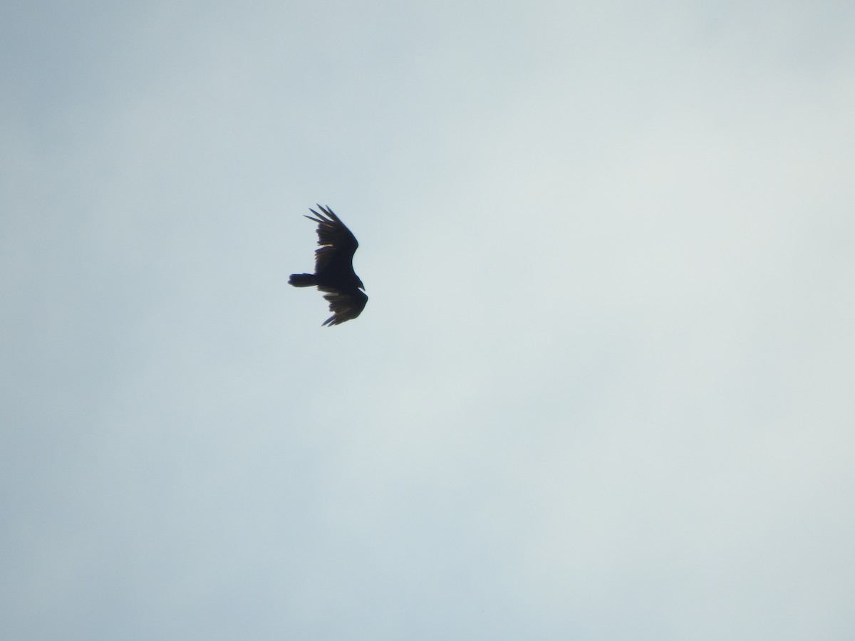 Turkey Vulture - Ron Marek