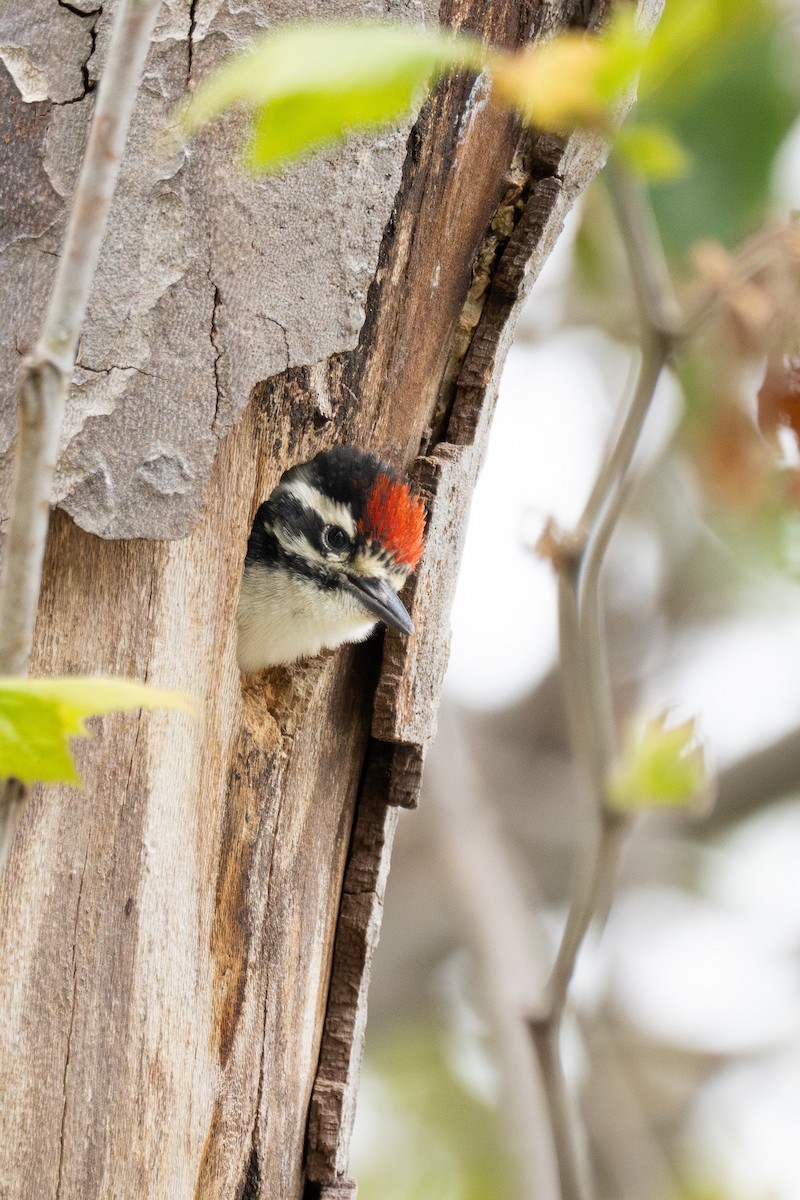 Nuttall's Woodpecker - Erika Lippoldt