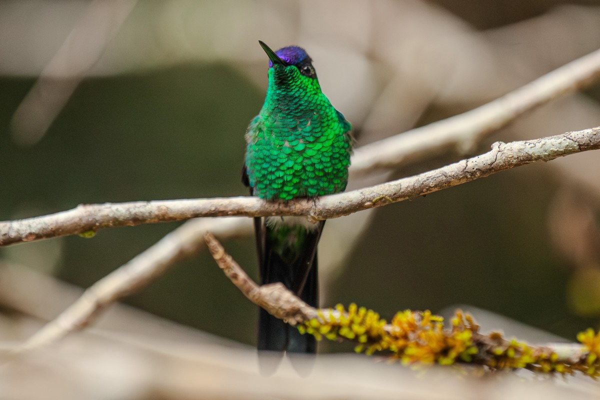 Violet-capped Woodnymph - Guto Magalhães