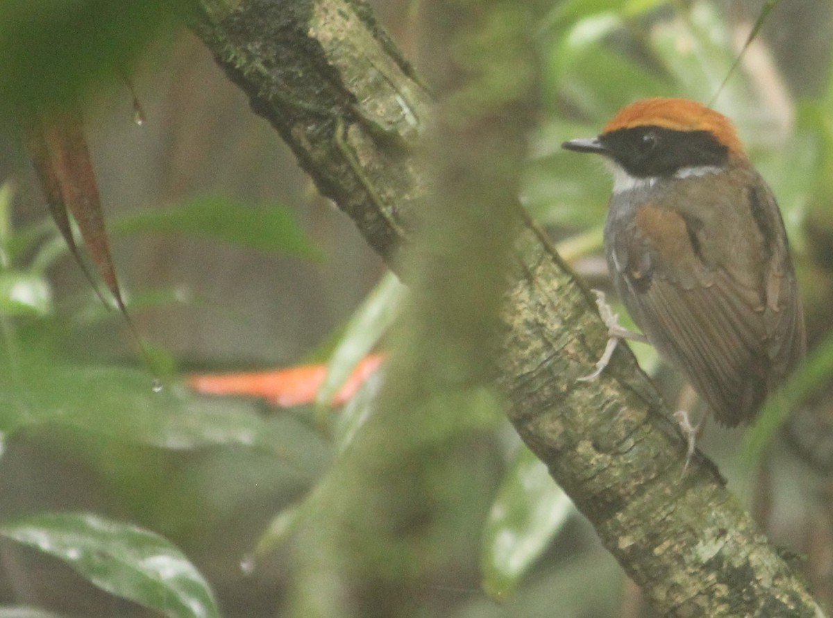 Black-cheeked Gnateater - Miguel  Magro