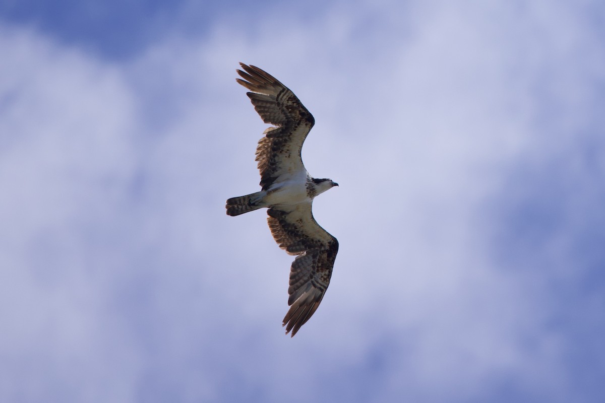 Osprey - Michael St John