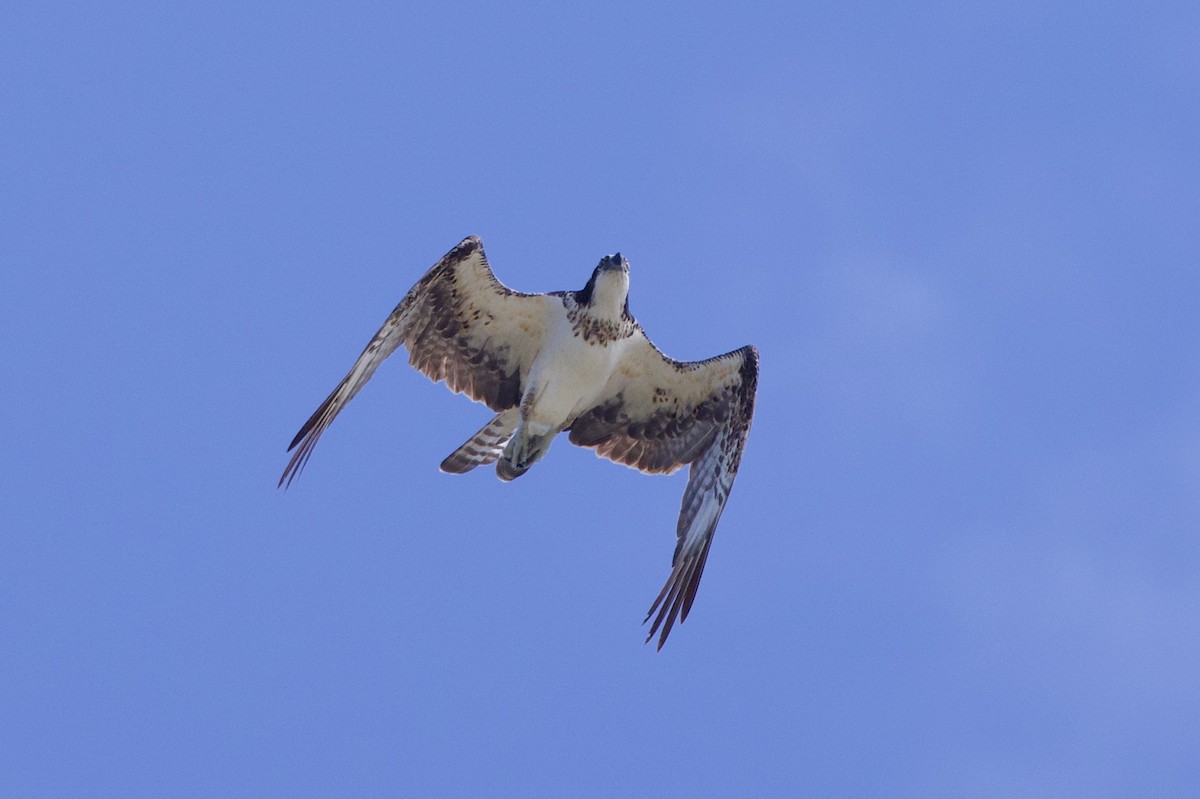 Osprey - Michael St John