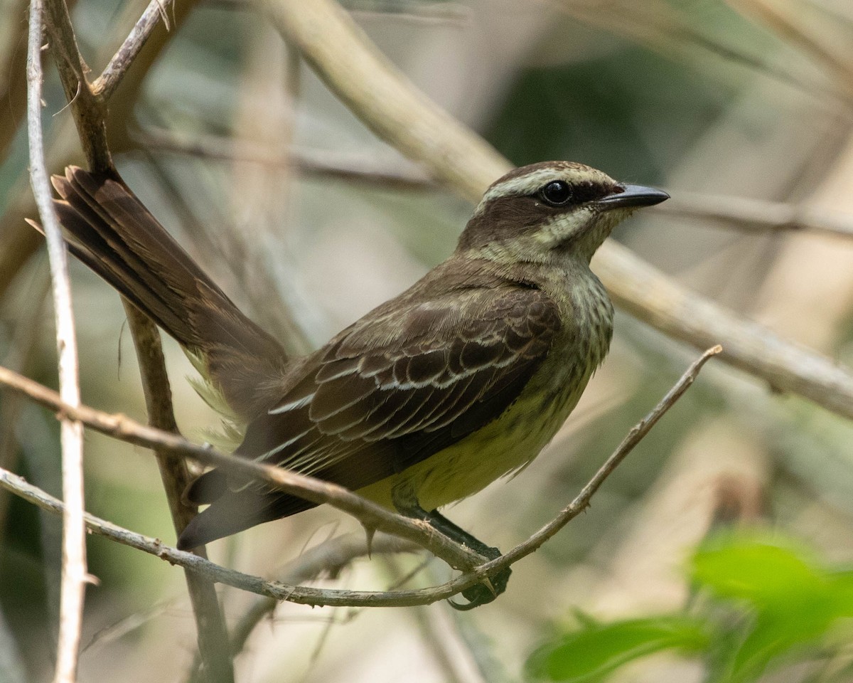 Piratic Flycatcher - ML619413551