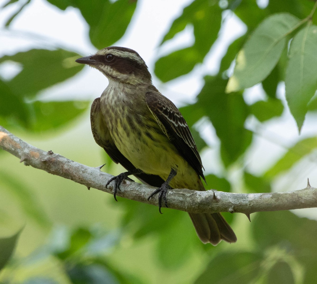 Piratic Flycatcher - ML619413552