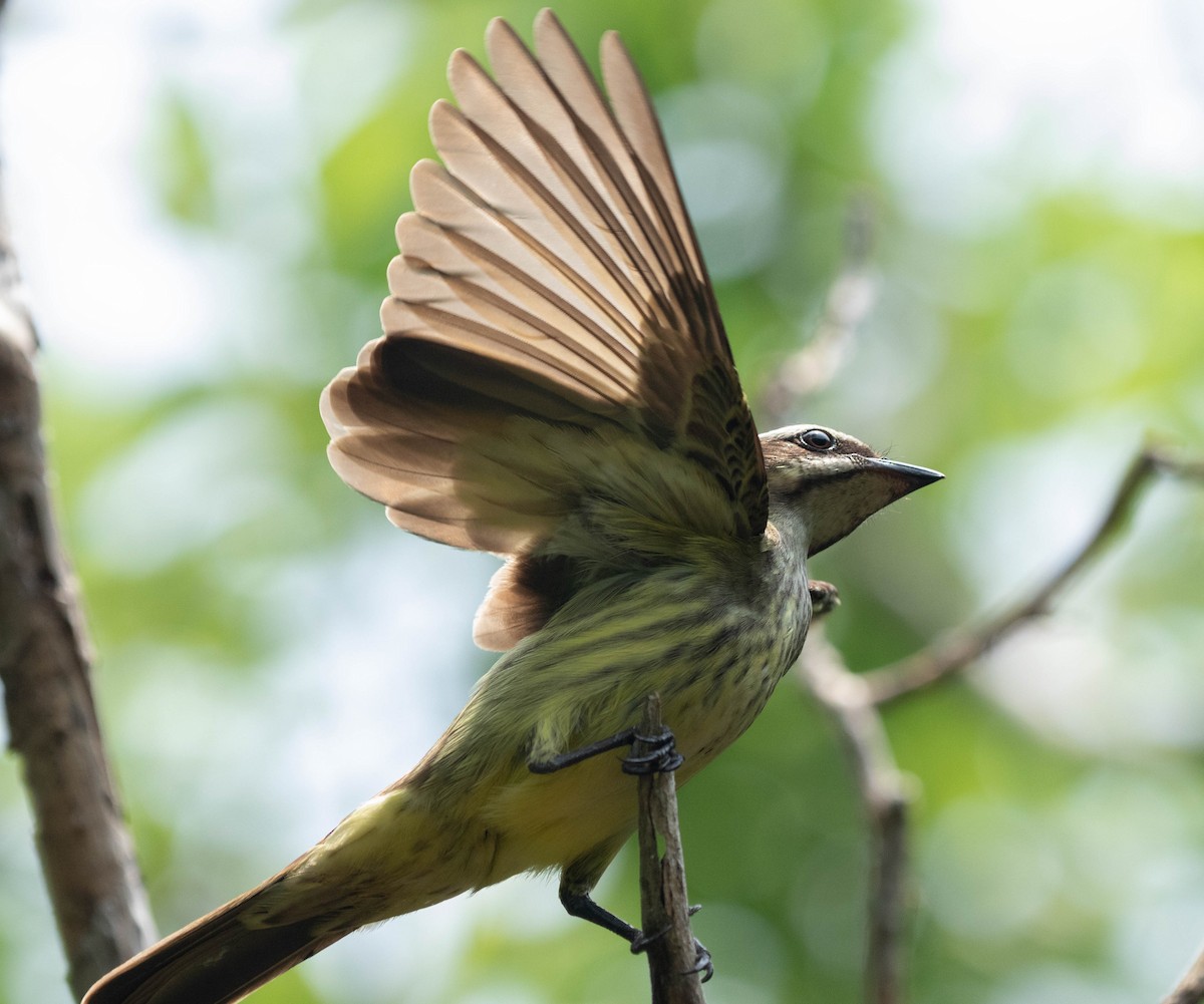 Piratic Flycatcher - ML619413553