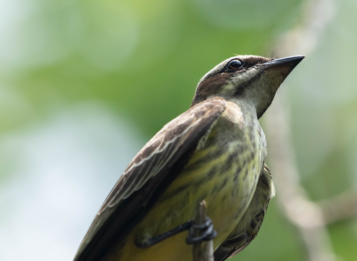 Piratic Flycatcher - ML619413554