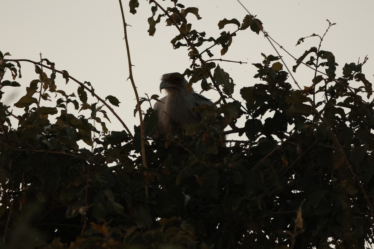 Secretarybird - ML619413555